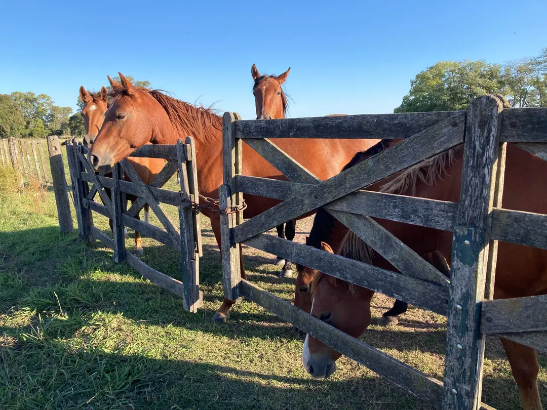 Horses at the wooden gate